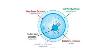 Antifungal drugs ppt.pptx