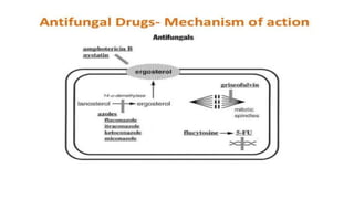 Antifungal drugs ppt.pptx
