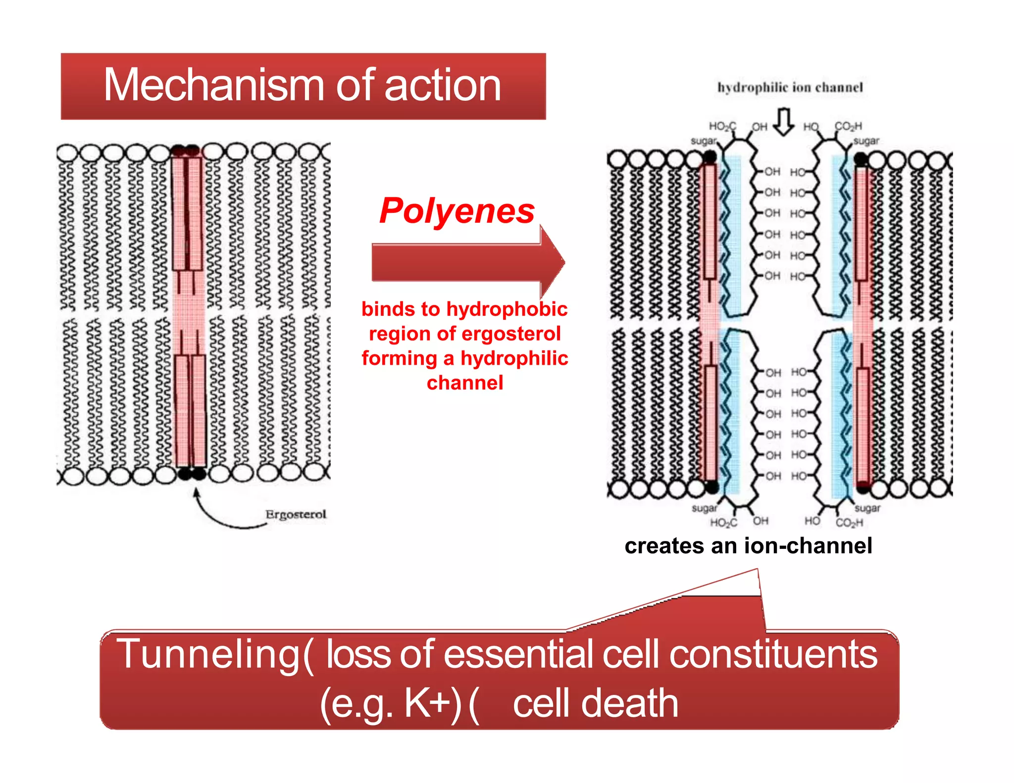 ANTIFUNGAL GROUP 1.pptx