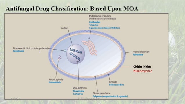 Antifungals: 5 types of classification, individual drug PK, PD and uses ...