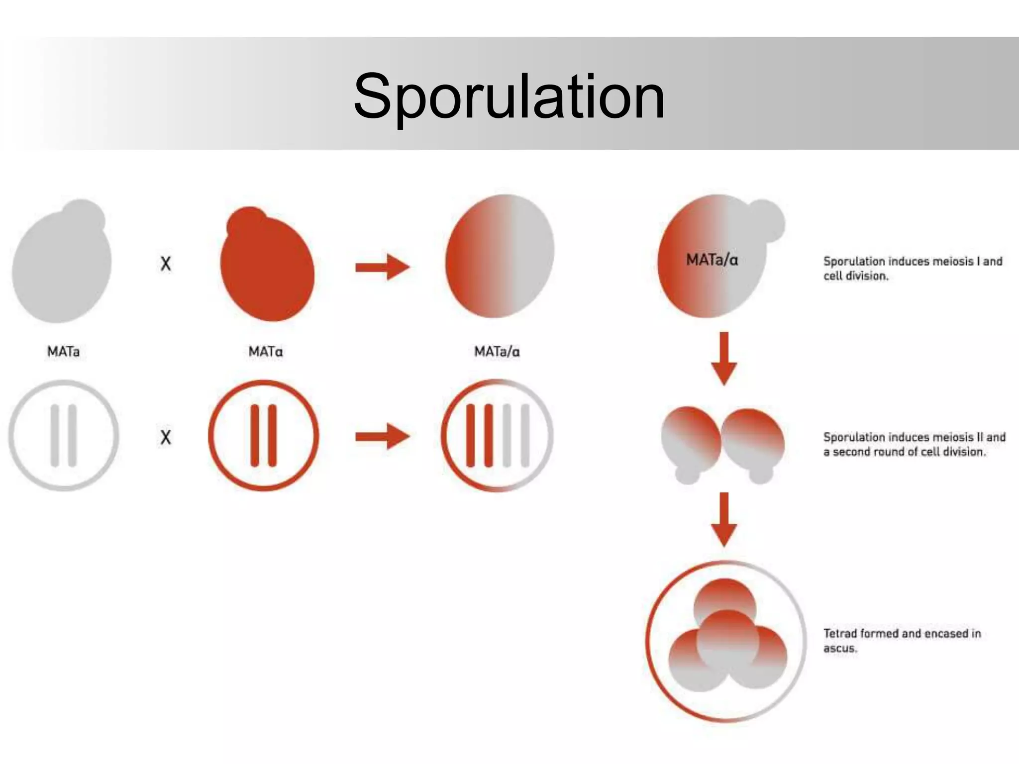 Sporulation
 