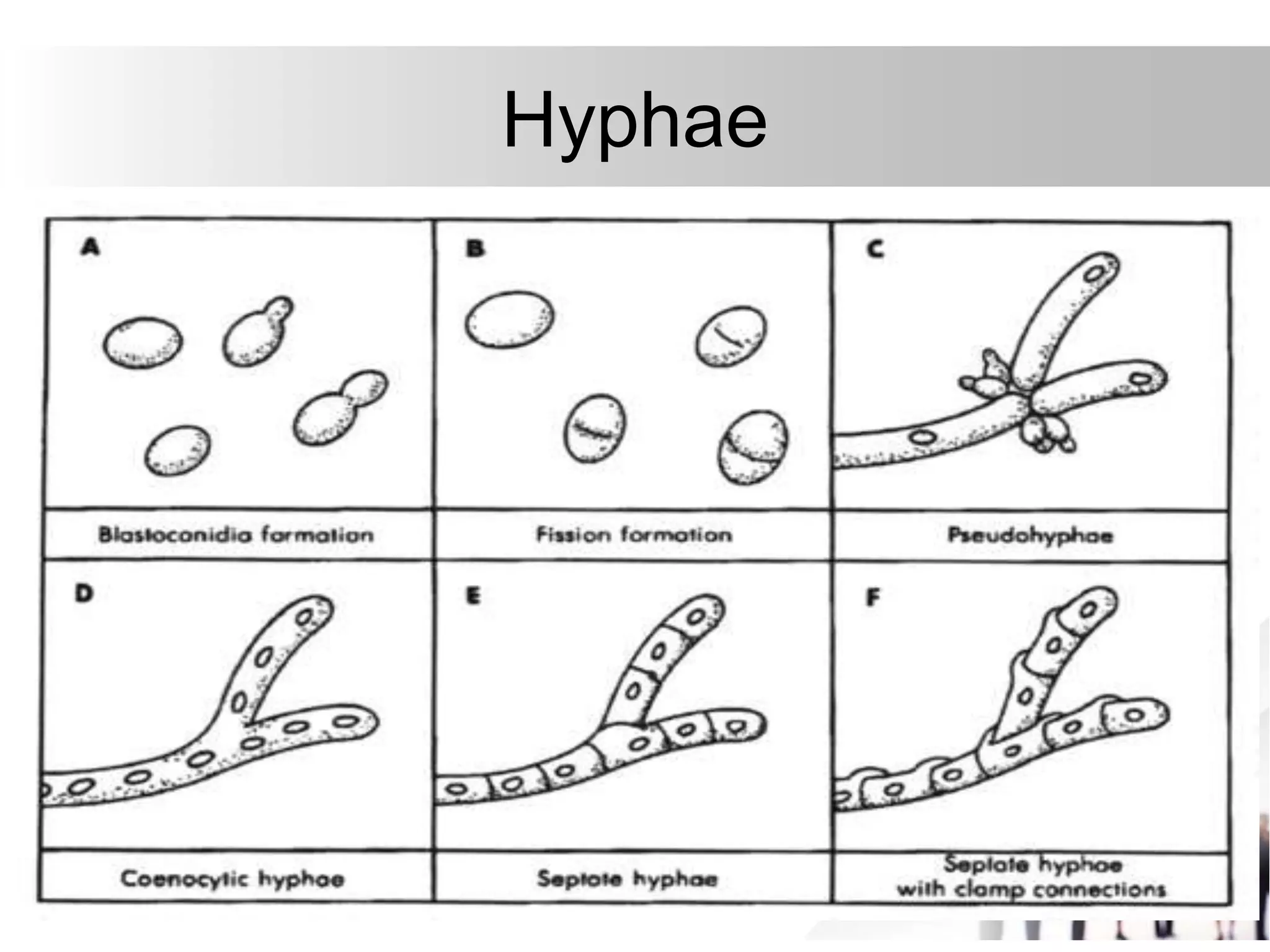 Hyphae
 