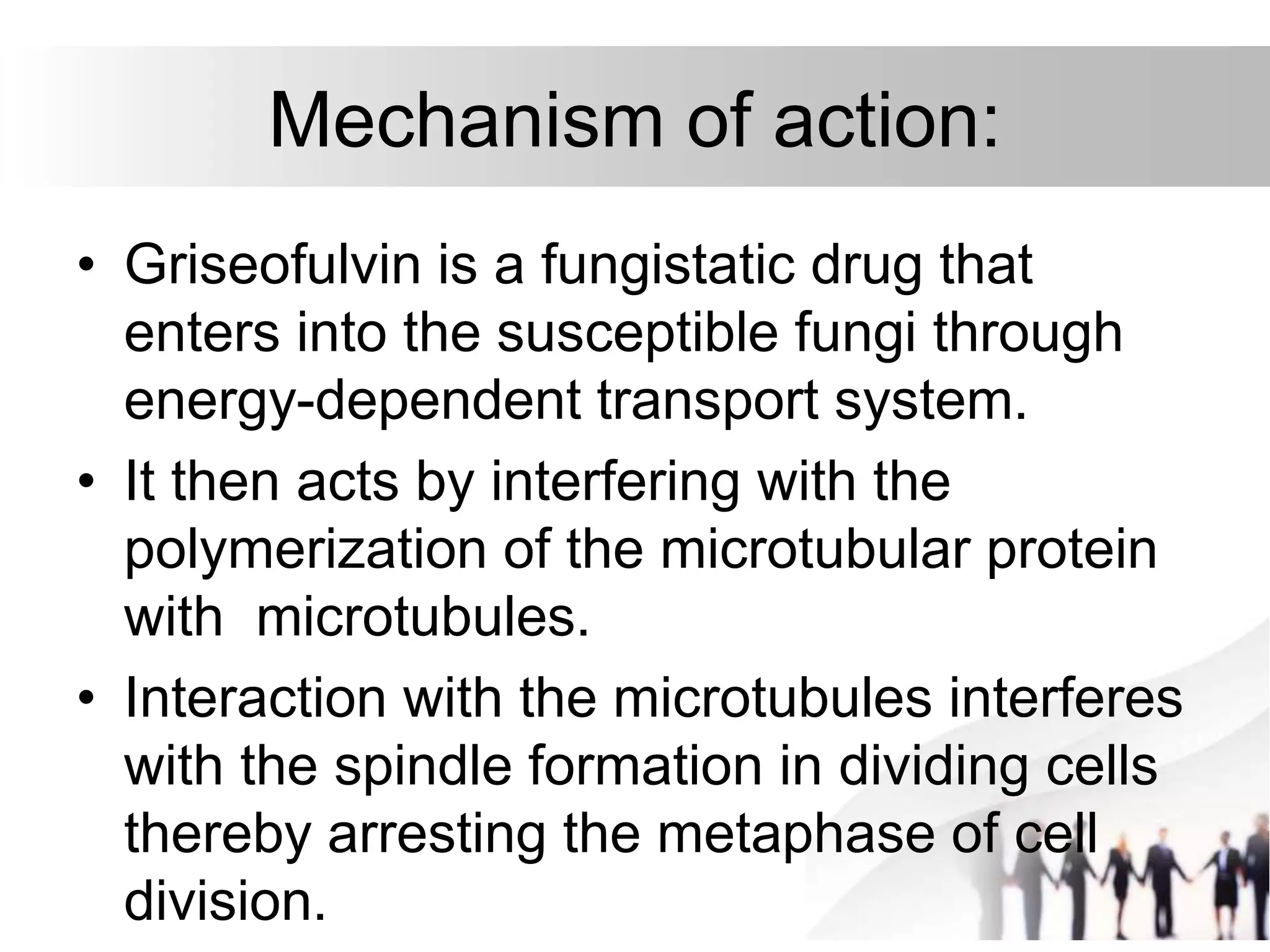 Mechanism of action:
• Griseofulvin is a fungistatic drug that
enters into the susceptible fungi through
energy-dependent transport system.
• It then acts by interfering with the
polymerization of the microtubular protein
with microtubules.
• Interaction with the microtubules interferes
with the spindle formation in dividing cells
thereby arresting the metaphase of cell
division.
 