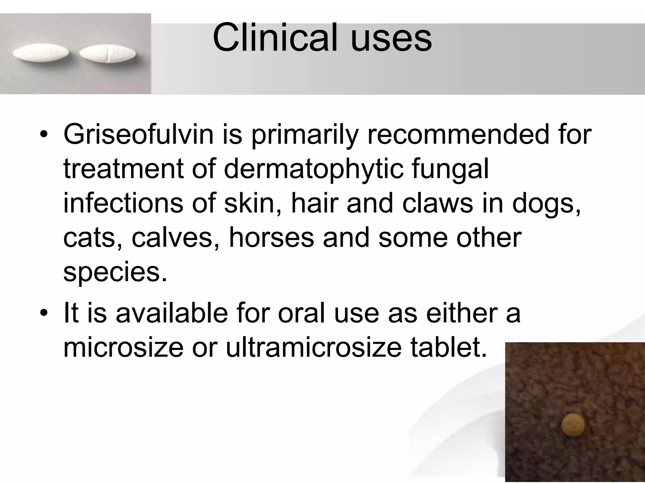 Clinical uses
• Griseofulvin is primarily recommended for
treatment of dermatophytic fungal
infections of skin, hair and claws in dogs,
cats, calves, horses and some other
species.
• It is available for oral use as either a
microsize or ultramicrosize tablet.
 