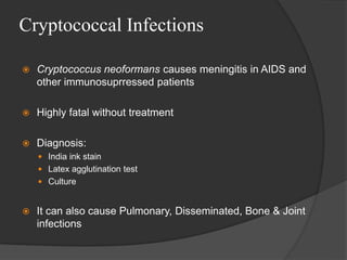 Cryptococcal Infections
 Cryptococcus neoformans causes meningitis in AIDS and
other immunosuprressed patients
 Highly fatal without treatment
 Diagnosis:
 India ink stain
 Latex agglutination test
 Culture
 It can also cause Pulmonary, Disseminated, Bone & Joint
infections
 