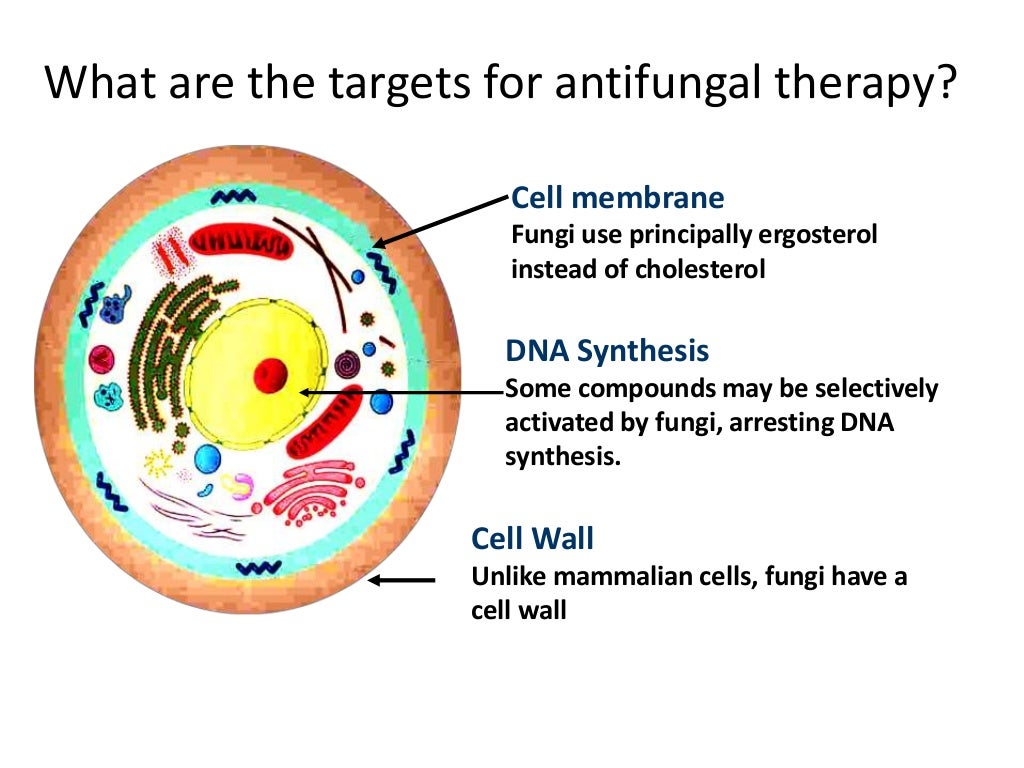 Antifungal drugs