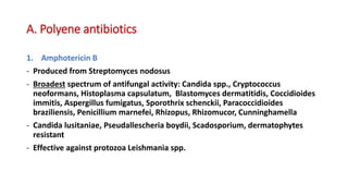 A. Polyene antibiotics
1. Amphotericin B
- Produced from Streptomyces nodosus
- Broadest spectrum of antifungal activity: Candida spp., Cryptococcus
neoformans, Histoplasma capsulatum, Blastomyces dermatitidis, Coccidioides
immitis, Aspergillus fumigatus, Sporothrix schenckii, Paracoccidioides
braziliensis, Penicillium marnefei, Rhizopus, Rhizomucor, Cunninghamella
- Candida lusitaniae, Pseudallescheria boydii, Scadosporium, dermatophytes
resistant
- Effective against protozoa Leishmania spp.
 