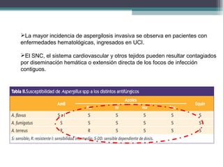La mayor incidencia de aspergilosis invasiva se observa en pacientes con
enfermedades hematológicas, ingresados en UCI.
El SNC, el sistema cardiovascular y otros tejidos pueden resultar contagiados
por diseminación hemática o extensión directa de los focos de infección
contiguos.
 