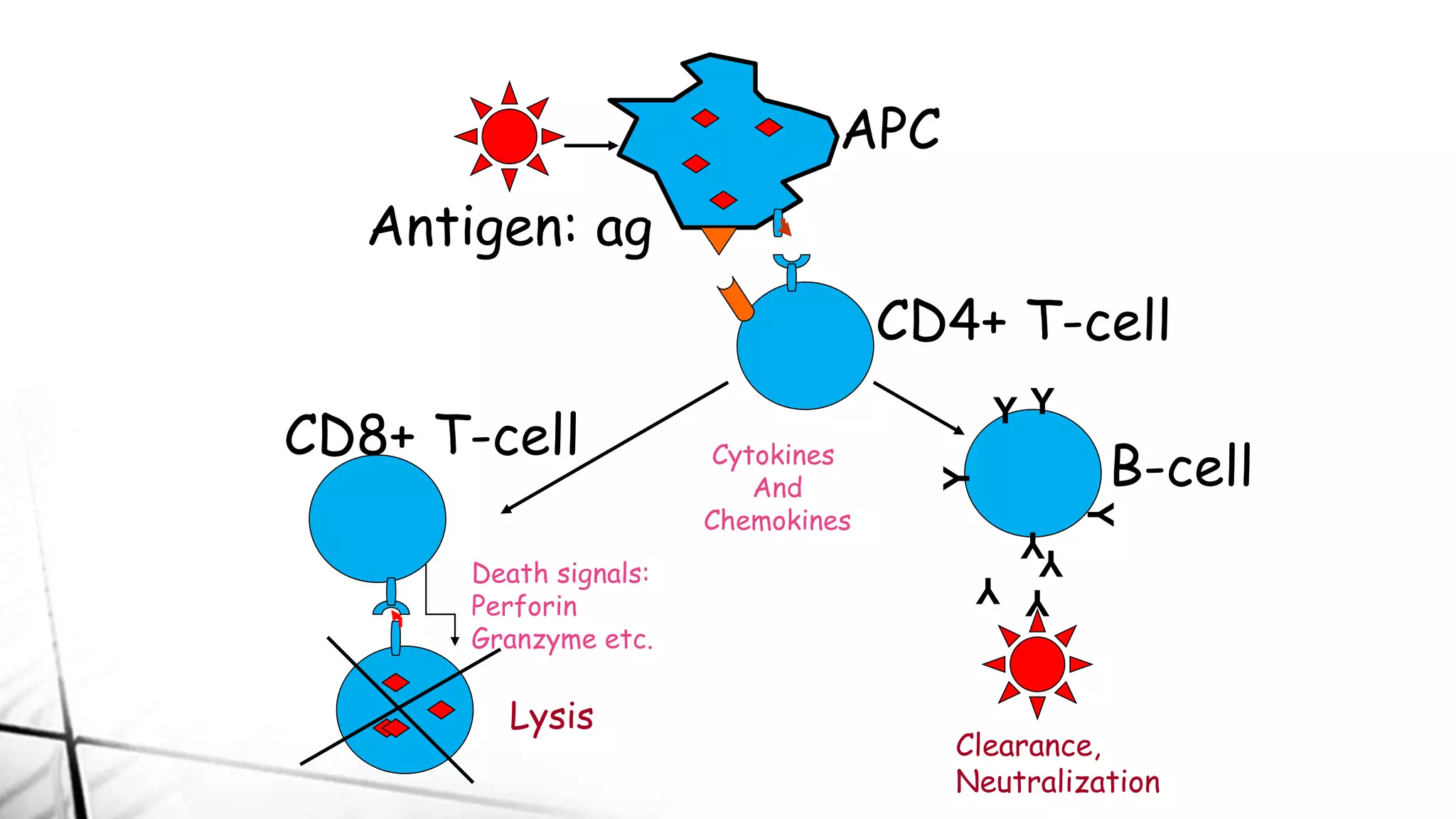 Antigen: ag
APC
CD4+ T-cell
CD8+ T-cell
Death signals:
Perforin
Granzyme etc.
Cytokines
And
Chemokines
B-cell
Y
Y
Y
Y Y
Y
Y Y
Lysis
Clearance,
Neutralization
 