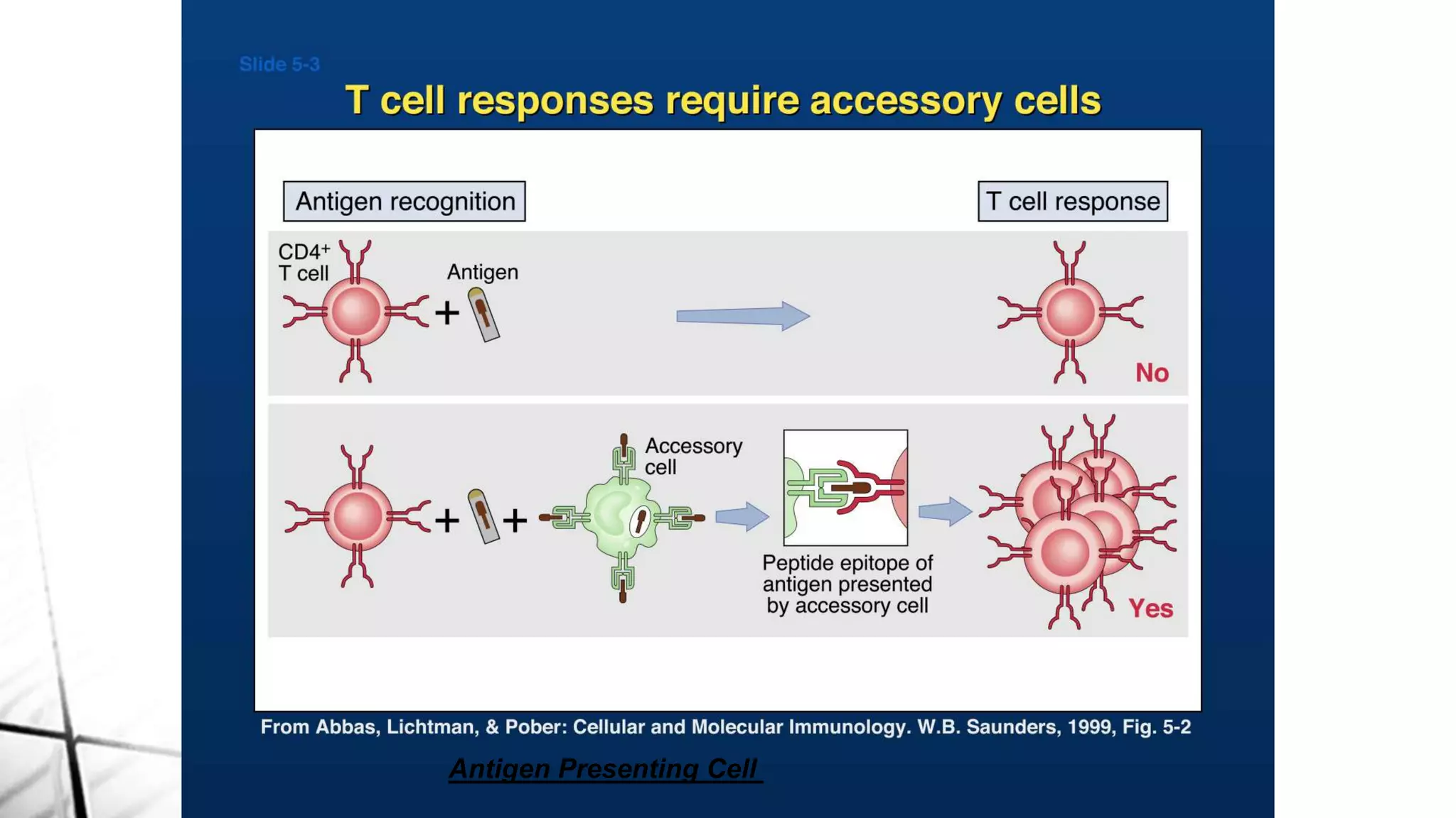 Antigen Presenting Cell
 