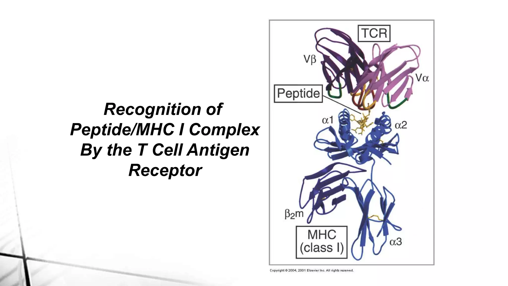 Recognition of
Peptide/MHC I Complex
By the T Cell Antigen
Receptor
 