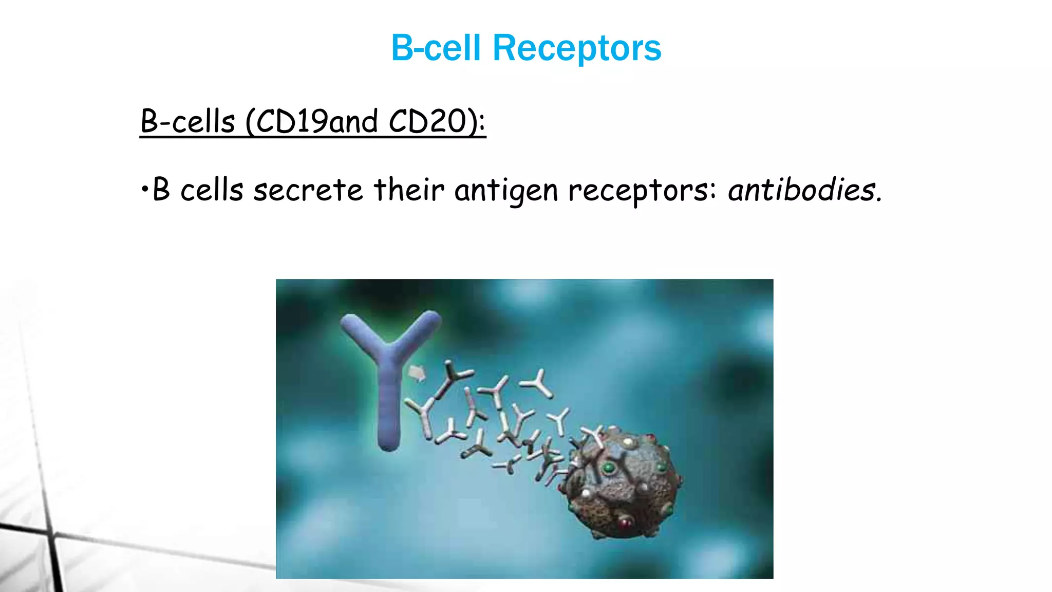 B-cell Receptors
B-cells (CD19and CD20):
•B cells secrete their antigen receptors: antibodies.
 