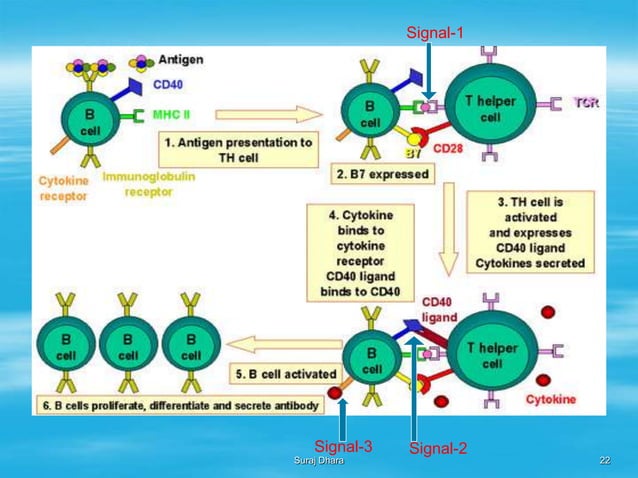 ANTIGEN ( IMMUNOLOGY-1) | PPTX | Vaccines | Medical Health
