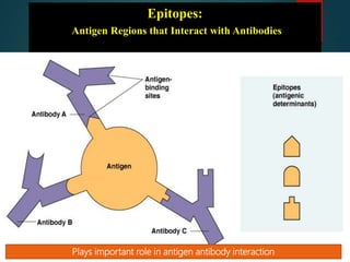 Epitopes:
Antigen Regions that Interact with Antibodies
Plays important role in antigen antibody interaction