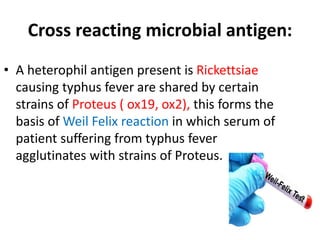Cross reacting microbial antigen:
• A heterophil antigen present is Rickettsiae
causing typhus fever are shared by certain
strains of Proteus ( ox19, ox2), this forms the
basis of Weil Felix reaction in which serum of
patient suffering from typhus fever
agglutinates with strains of Proteus.
 