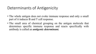 Determinants of Antigenicity
• The whole antigen does not evoke immune response and only a small
part of it induces B and T cell response.
• The small area of chemical grouping on the antigen molecule that
determines specific immune response and reacts specifically with
antibody is called an antigenic determinant.
 