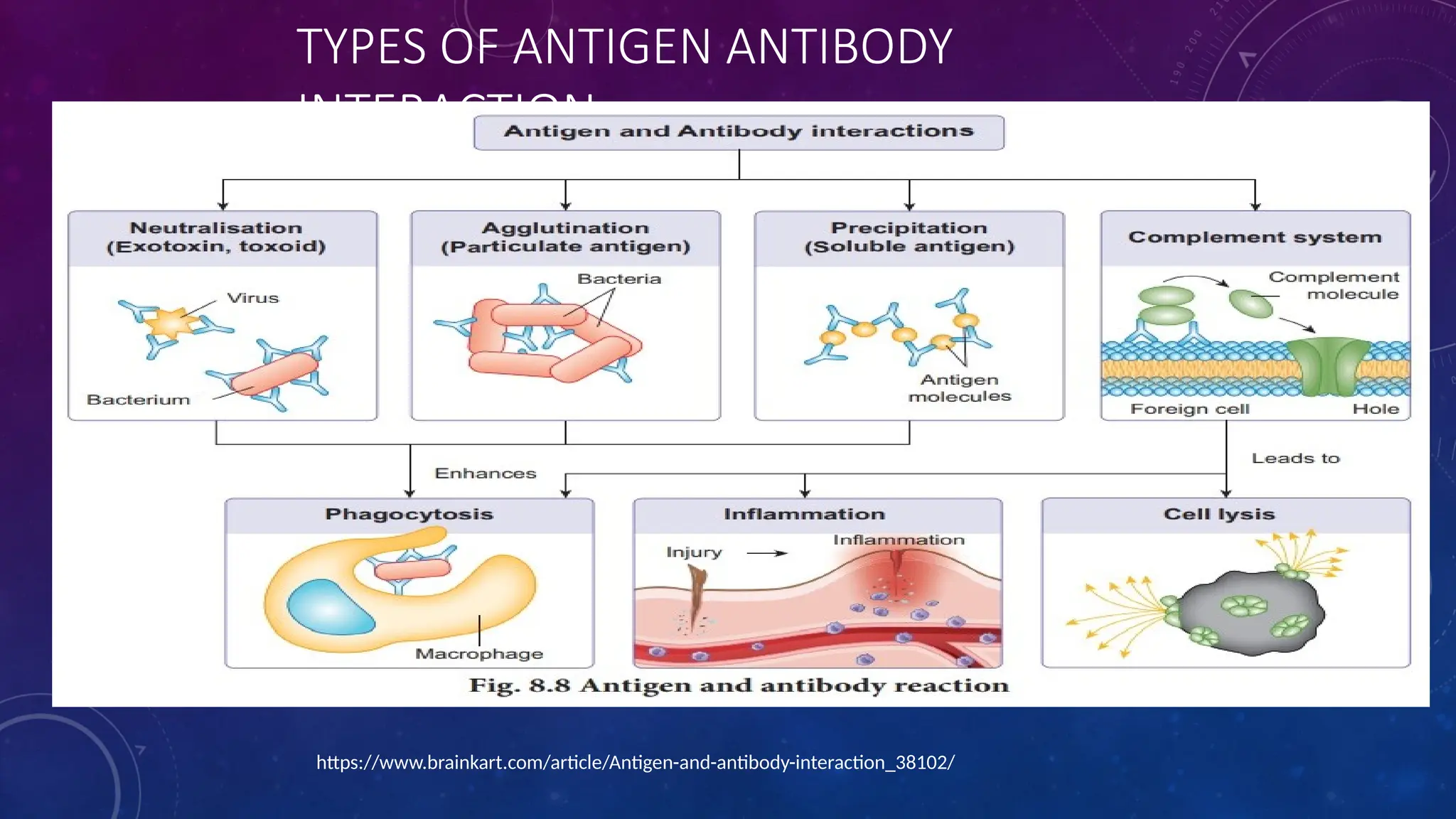Antigen antibody interaction immunology .pptx