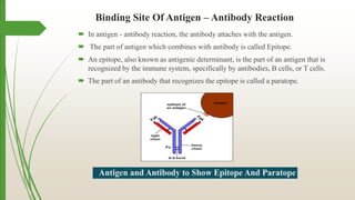 Antigen antibody interaction.pptx jitu | PPTX