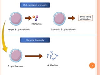 3
Helper T Lymphocytes
B Lymphocytes Antibodies
Cell-mediated Immunity
Humoral Immunity
Cytotoxic T Lymphocytes
Interleukins
Direct killing
of Microbes
 
