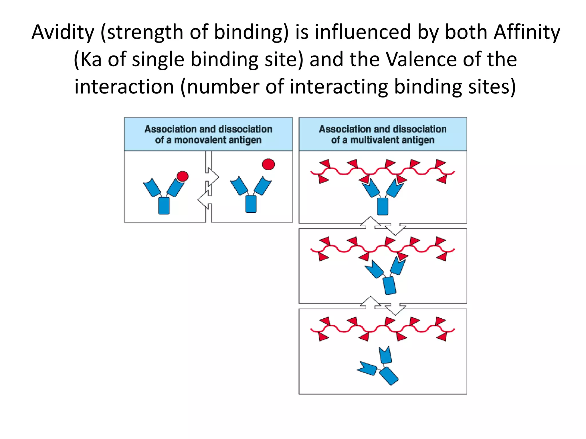 Antigen antibody reactions | PPTX