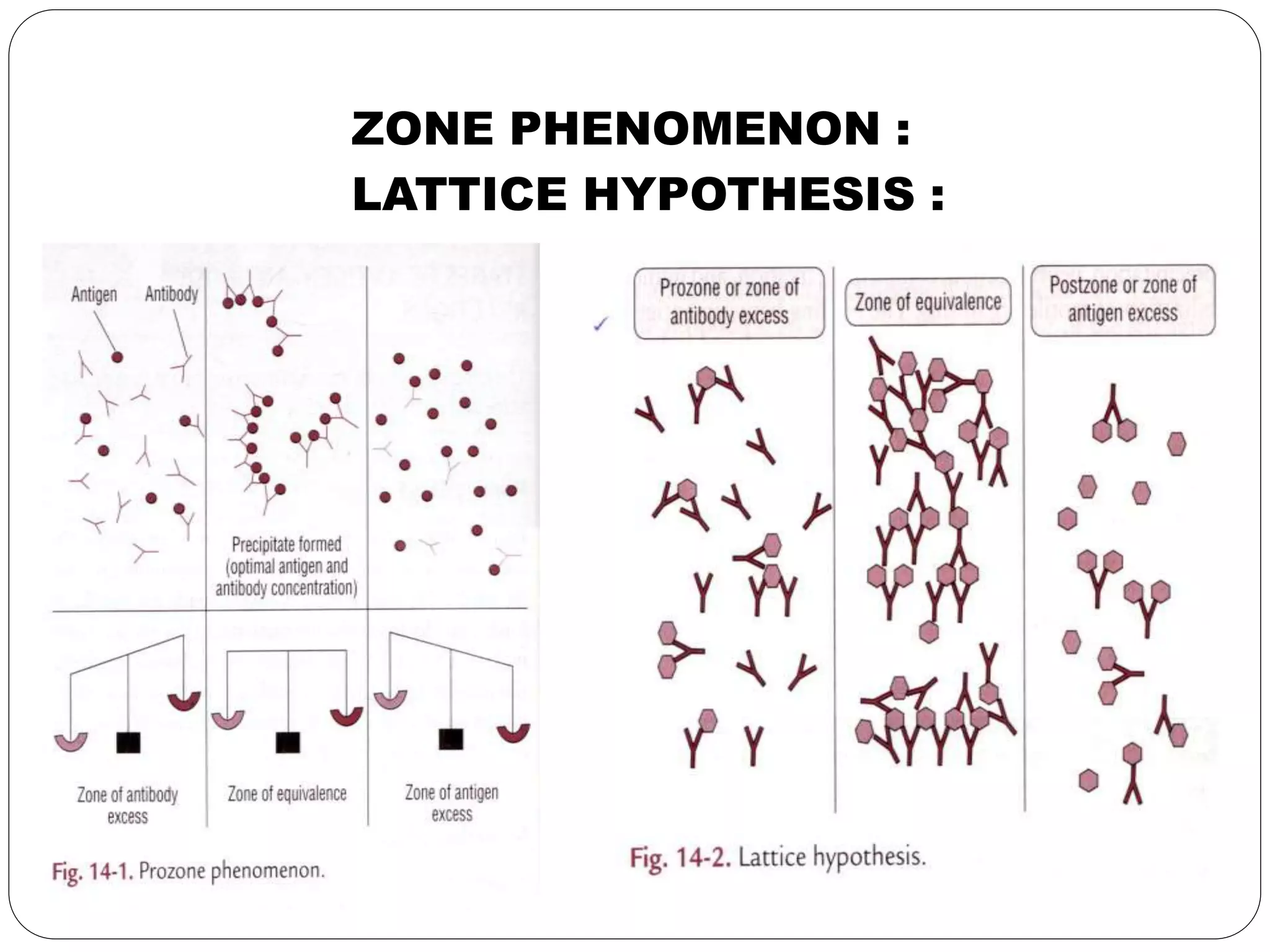 Postzone Antigen - antibody reactions.ppt