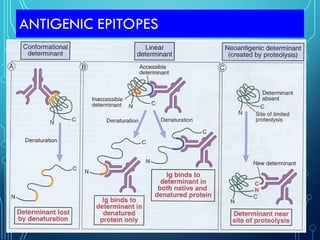 ANTIGENIC EPITOPES
 