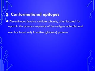 2. Conformational epitopes
♣ Discontinuous (involve multiple subunits, often located far
apart in the primary sequence of the antigen molecule) and
are thus found only in native (globular) proteins.
 