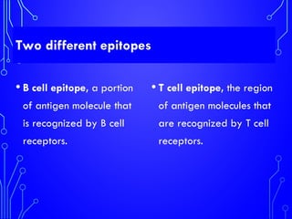 Two different epitopes
• B cell epitope, a portion
of antigen molecule that
is recognized by B cell
receptors.
• T cell epitope, the region
of antigen molecules that
are recognized by T cell
receptors.
 