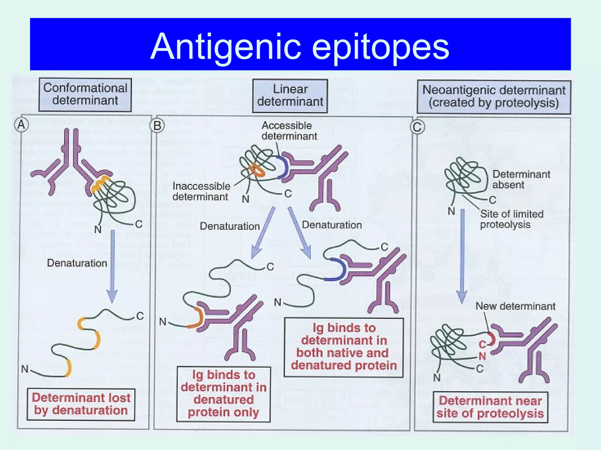 Antigenic epitopes
 