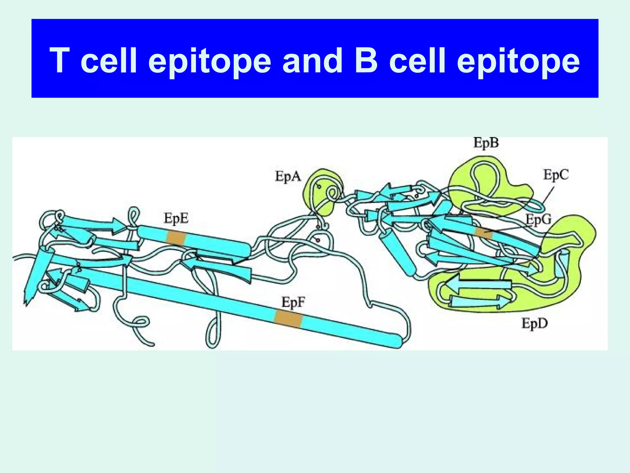 T cell epitope and B cell epitope
 