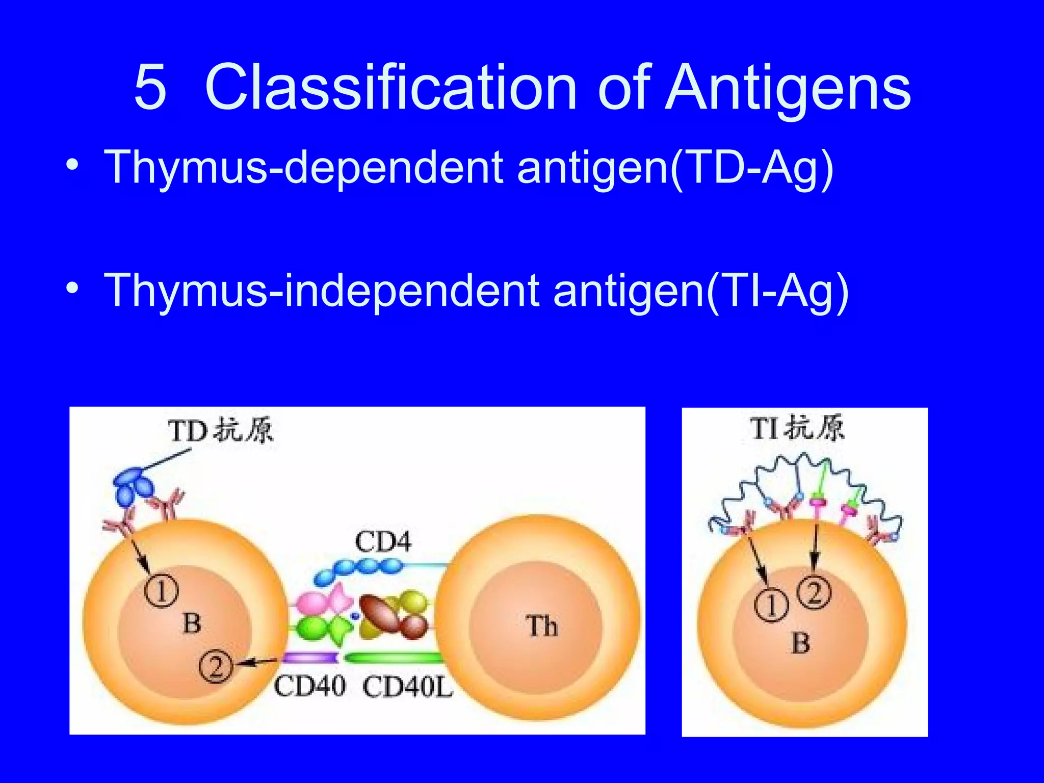 5 Classification of Antigens
• Thymus-dependent antigen(TD-Ag)
• Thymus-independent antigen(TI-Ag)
 