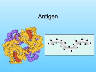 Antigen
 