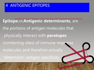 4 ANTIGENIC EPITOPES
Epitope,or,Antigenic determinants, are
the portions of antigen molecules that
physically interact with paratopes
(combining sites) of immune response
molecules and therefore actually
"determine" antigen specificity
 
