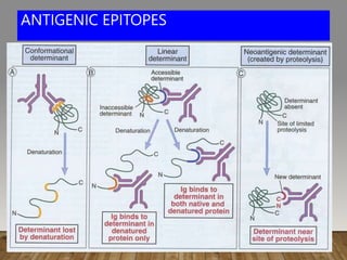 ANTIGENIC EPITOPES
 