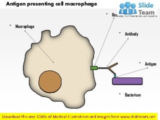 * Macrophage
* Receptor
* Antibody
* Antigen
* Bacterium
Antigen presenting cell macrophage
 