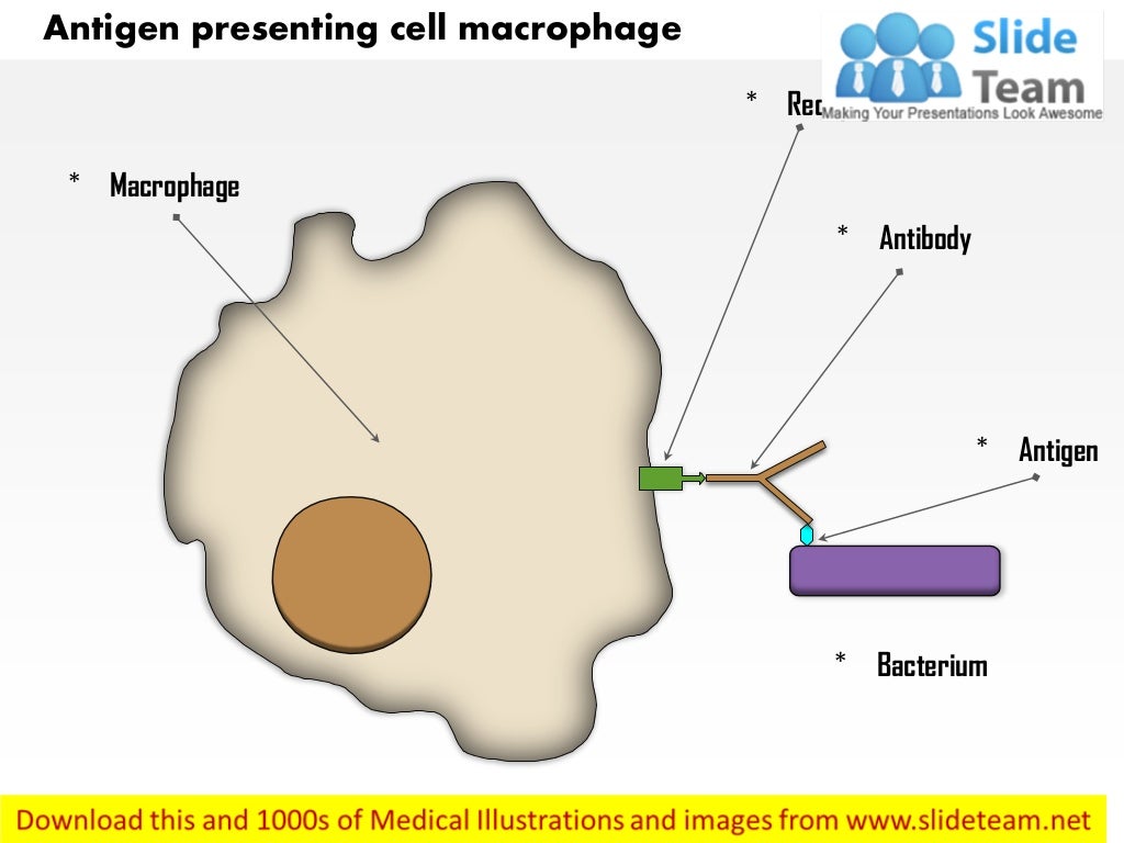 Antigen presenting cell macrophage medical images for power point