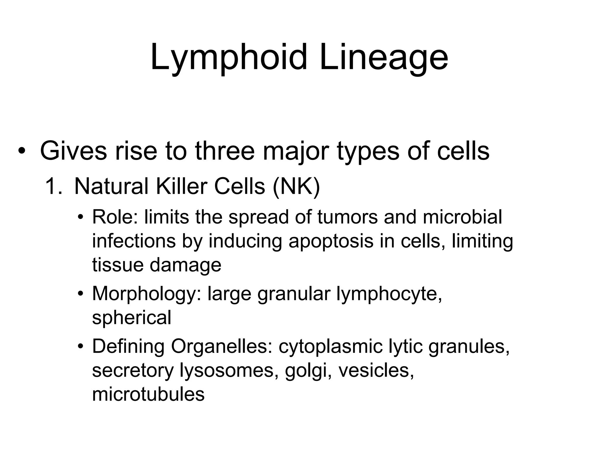 • Gives rise to three major types of cells
1. Natural Killer Cells (NK)
• Role: limits the spread of tumors and microbial
infections by inducing apoptosis in cells, limiting
tissue damage
• Morphology: large granular lymphocyte,
spherical
• Defining Organelles: cytoplasmic lytic granules,
secretory lysosomes, golgi, vesicles,
microtubules
Lymphoid Lineage
 