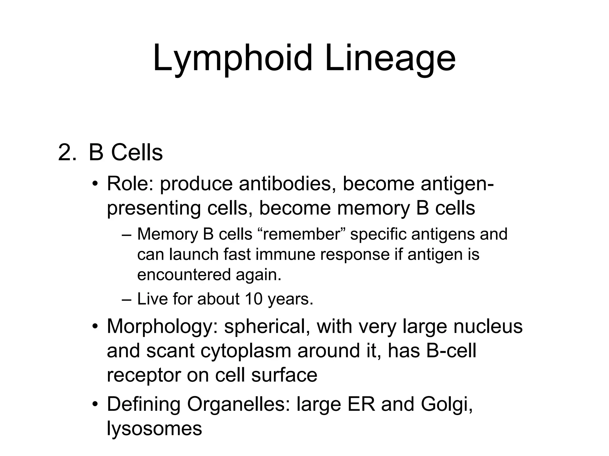 2. B Cells
• Role: produce antibodies, become antigen-
presenting cells, become memory B cells
– Memory B cells “remember” specific antigens and
can launch fast immune response if antigen is
encountered again.
– Live for about 10 years.
• Morphology: spherical, with very large nucleus
and scant cytoplasm around it, has B-cell
receptor on cell surface
• Defining Organelles: large ER and Golgi,
lysosomes
Lymphoid Lineage
 