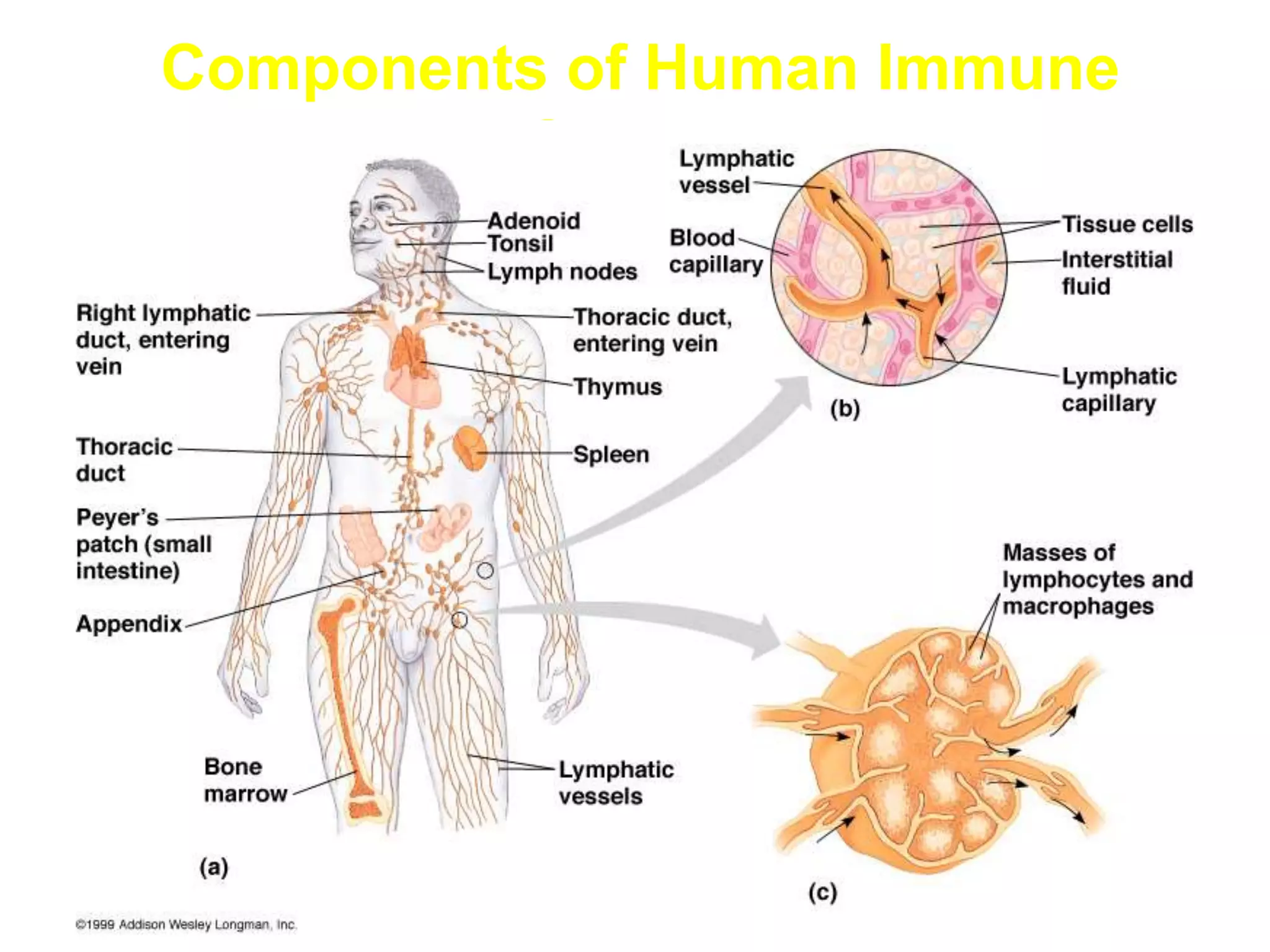 Components of Human Immune
System
 