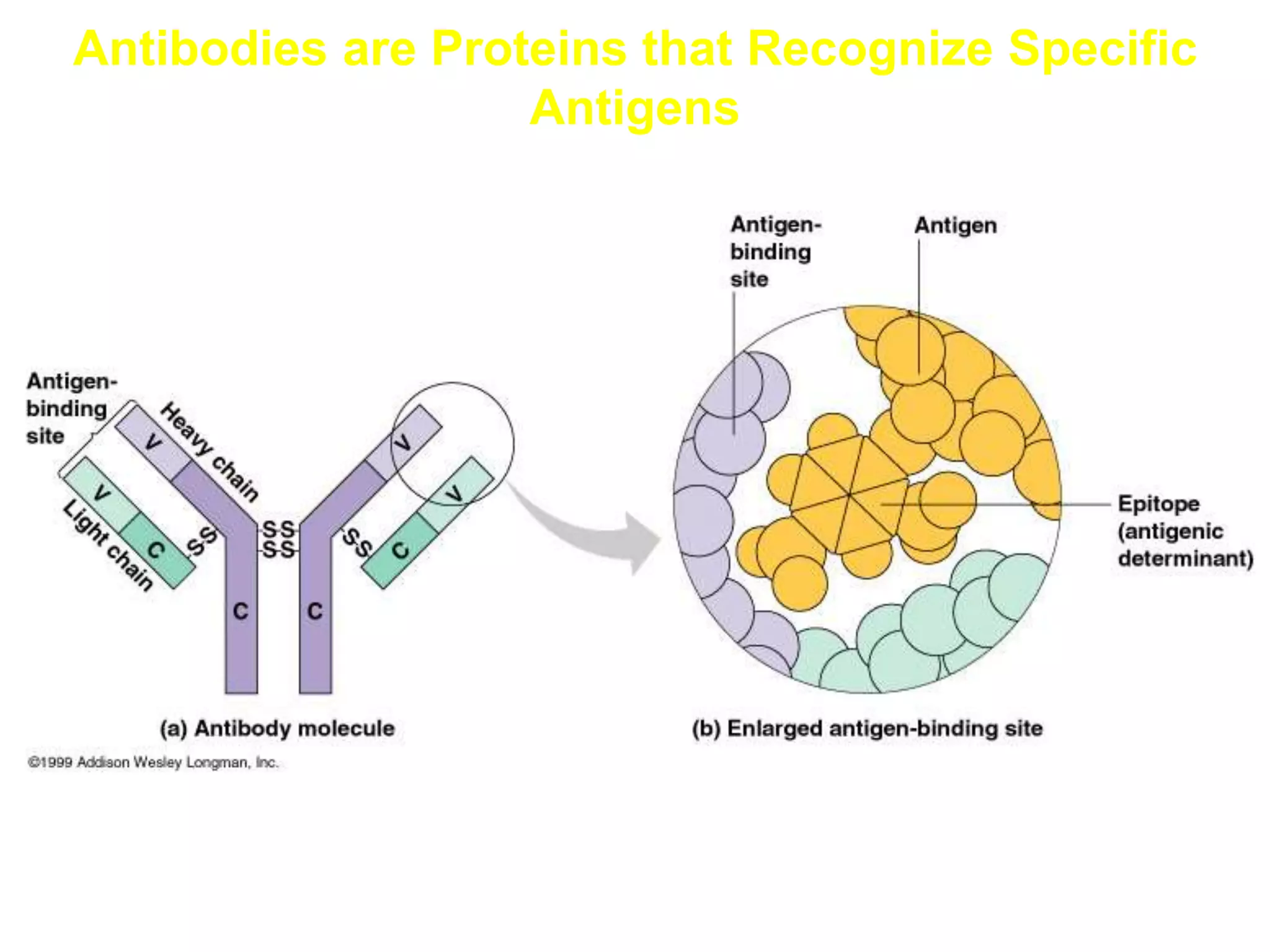 Antibodies are Proteins that Recognize Specific
Antigens
 