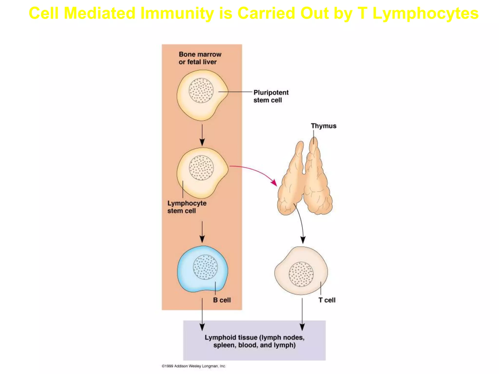 Cell Mediated Immunity is Carried Out by T Lymphocytes
 