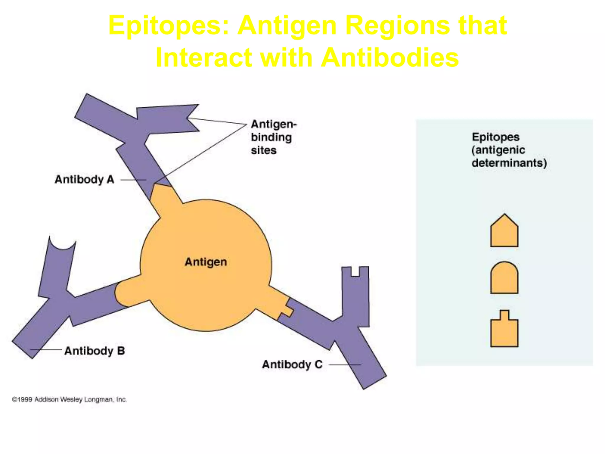 Epitopes: Antigen Regions that
Interact with Antibodies
 