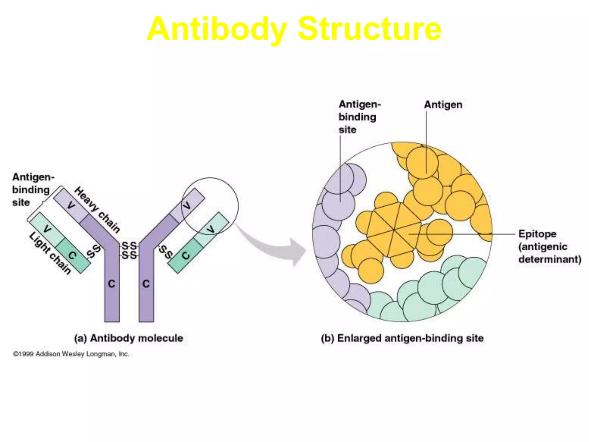 Antibody Structure
 