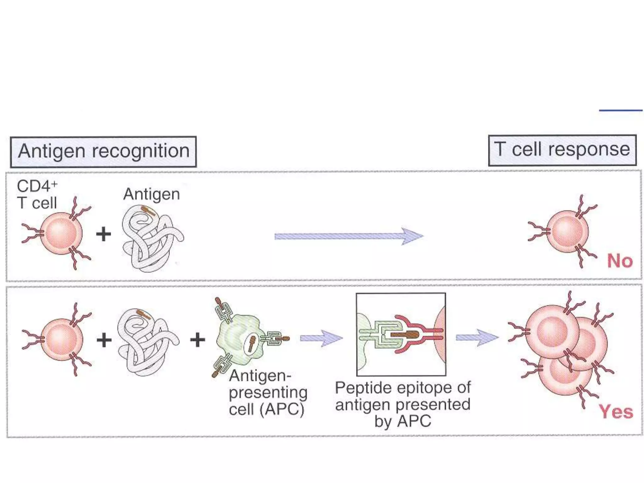 Antiagen presentation cells
required
 