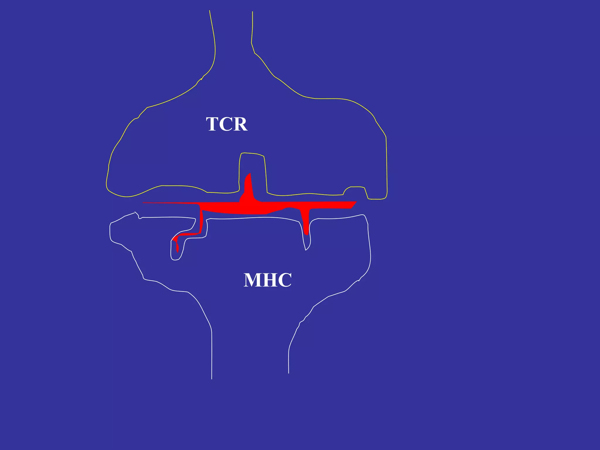 TCR
MHC
 