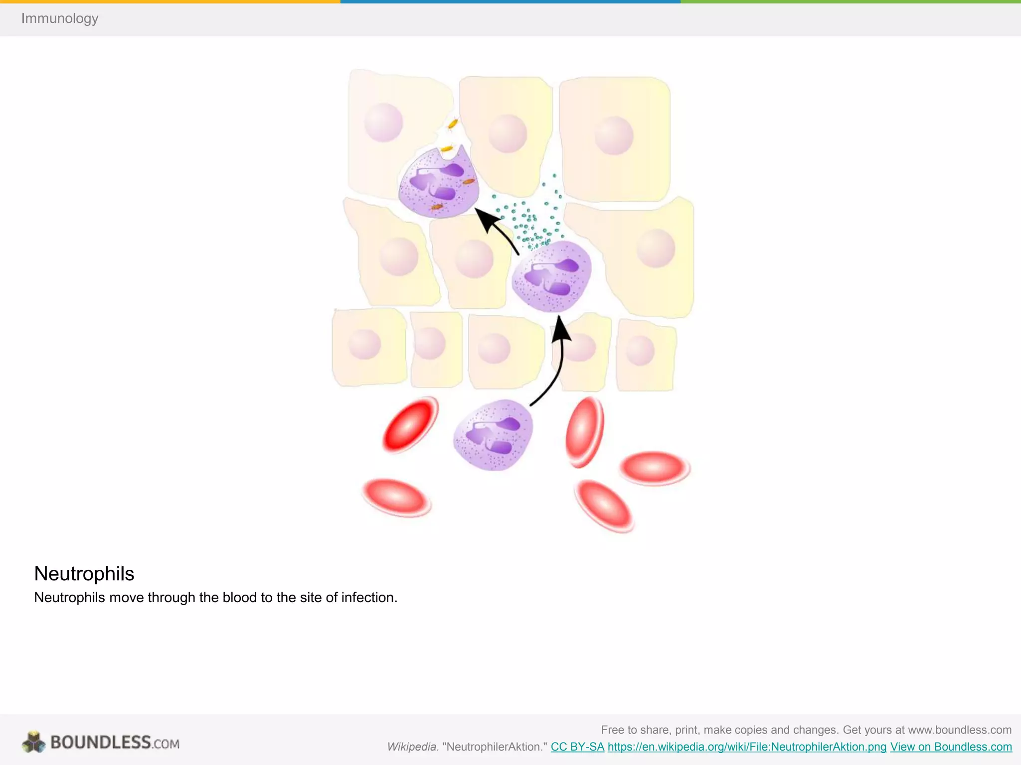 Neutrophils
Neutrophils move through the blood to the site of infection.
Free to share, print, make copies and changes. Get yours at www.boundless.com
Wikipedia. "NeutrophilerAktion." CC BY-SA https://en.wikipedia.org/wiki/File:NeutrophilerAktion.png View on Boundless.com
Immunology
 