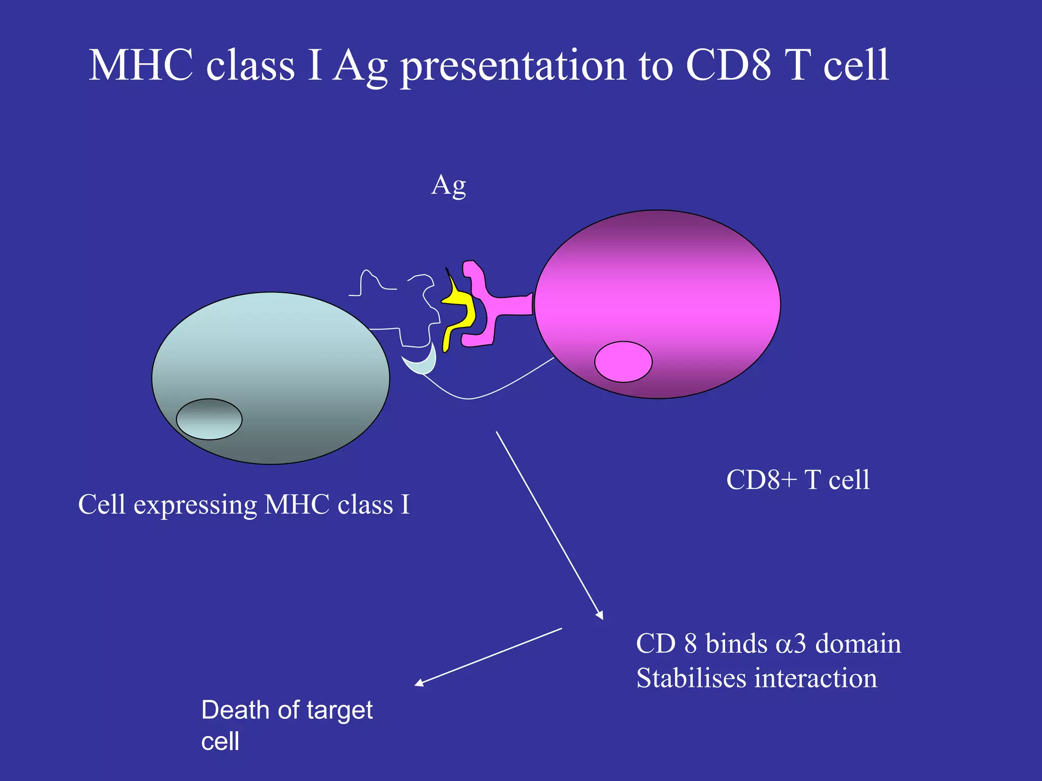 Cell expressing MHC class I
Ag
CD8+ T cell
CD 8 binds 3 domain
Stabilises interaction
MHC class I Ag presentation to CD8 T cell
Death of target
cell
 