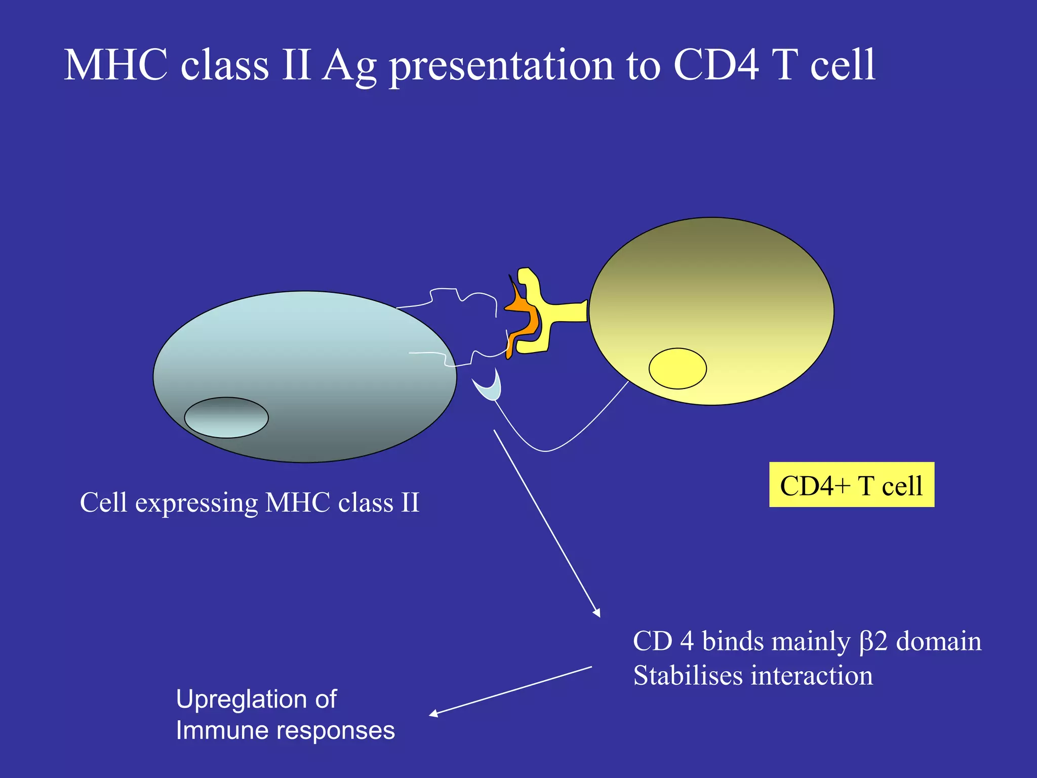 CD4+ T cell
CD 4 binds mainly 2 domain
Stabilises interaction
Cell expressing MHC class II
MHC class II Ag presentation to CD4 T cell
Upreglation of
Immune responses
 