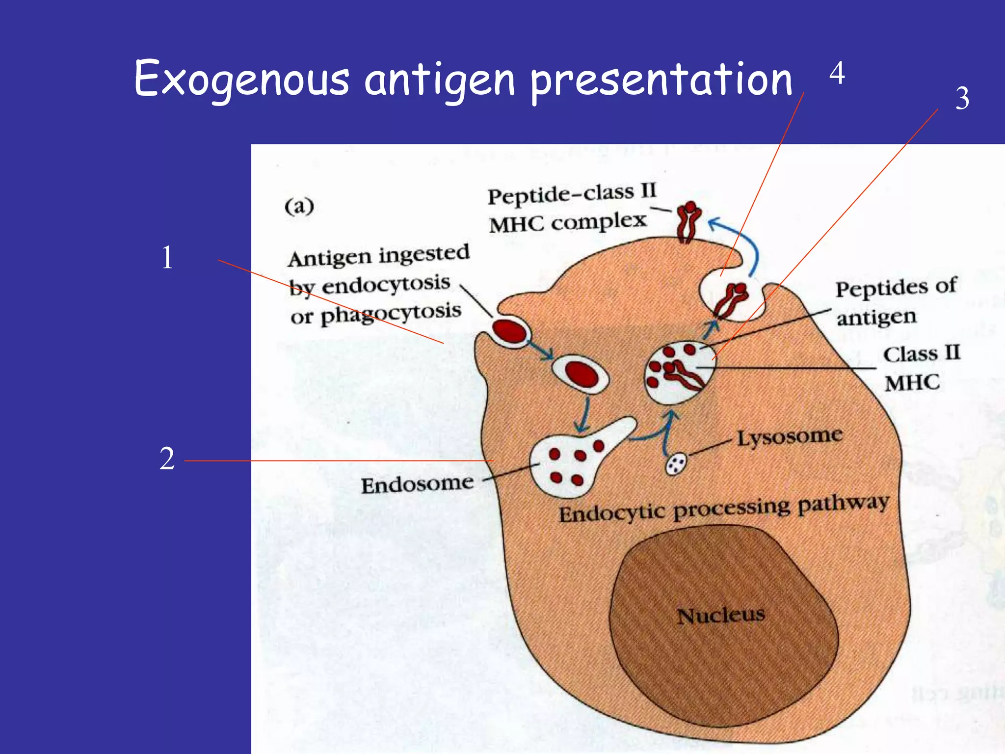 Exogenous antigen presentation
1
2
3
4
 