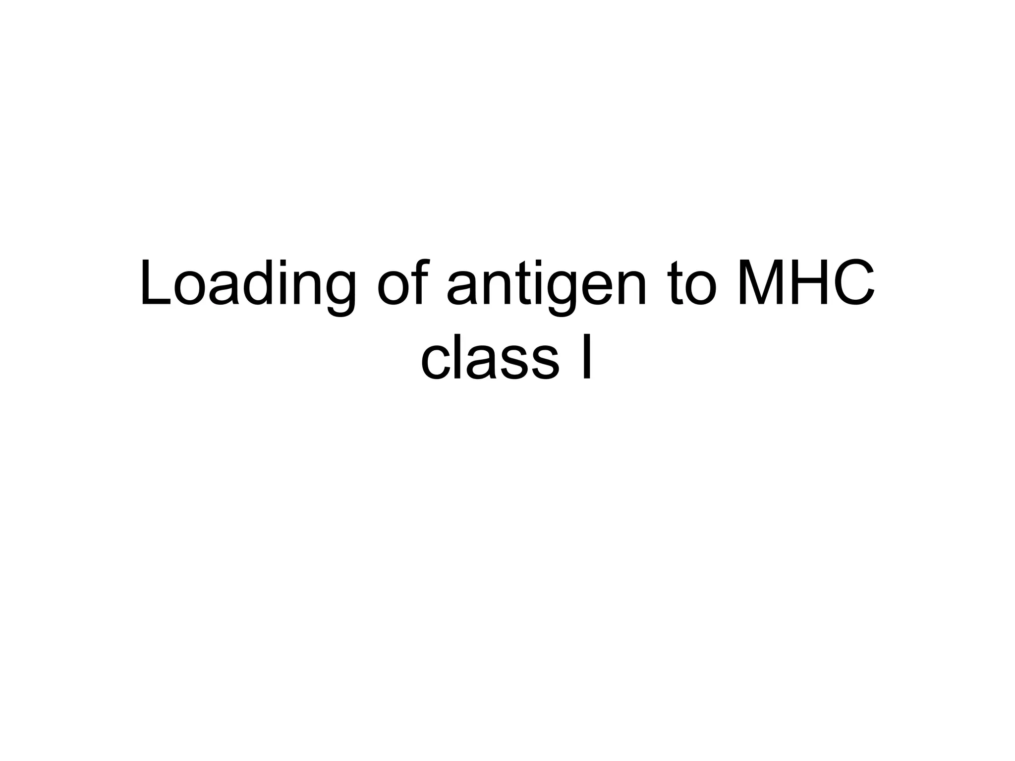 Loading of antigen to MHC
class I
 